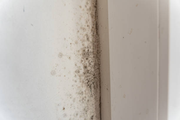 Environmental Consulting for Mold Prevention